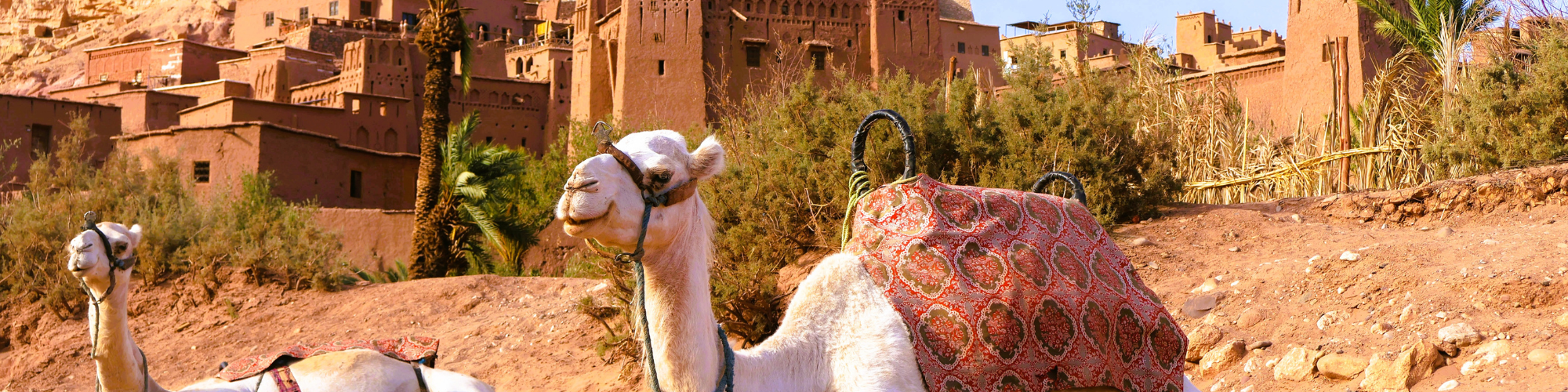 Rondreis Marokko, kasbah Aït Ben Haddou met dromedarissen op voorgrond banner