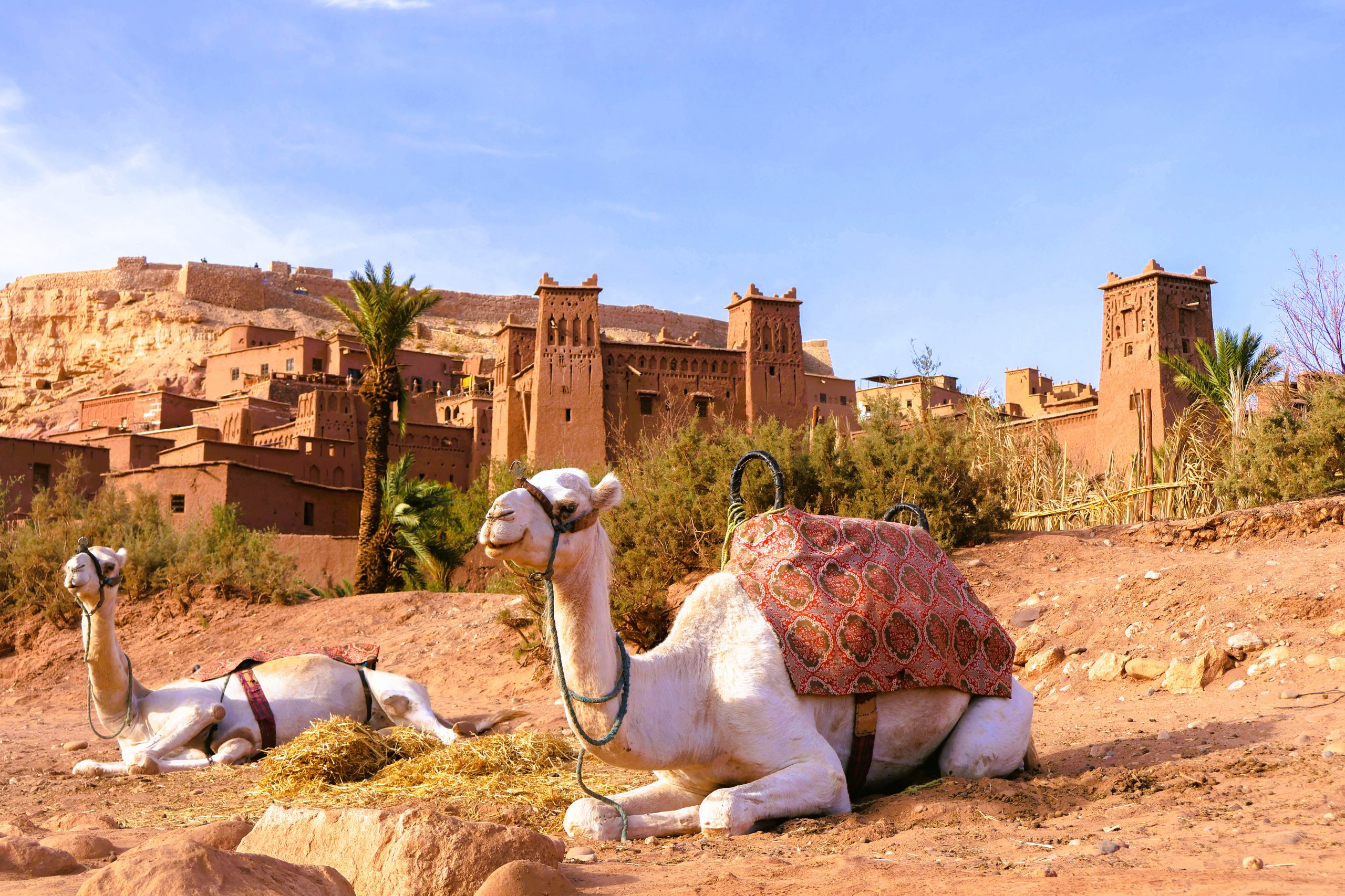 Rondreis Marokko, kasbah Aït Ben Haddou met dromedarissen op voorgrond