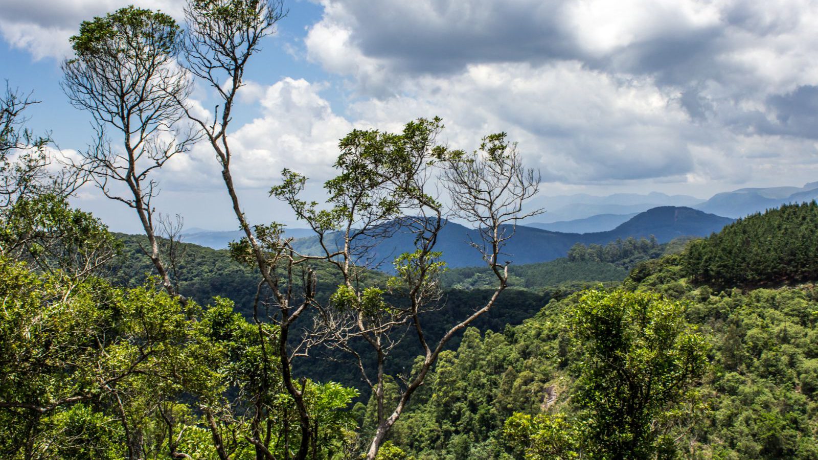 Rondreis Zuid-Afrika, Tzaneen en Magoebaskloof, takken die uitsteken boven Afromontane forest