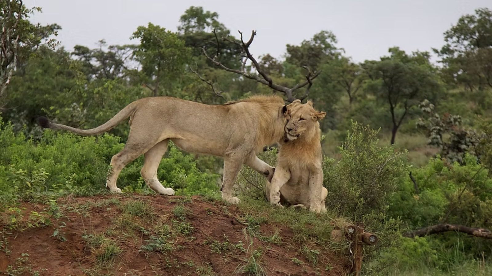 Rondreis-Zuid-Afrika_-Welgevonden-Private-Game-Reserve_-Leeuwen