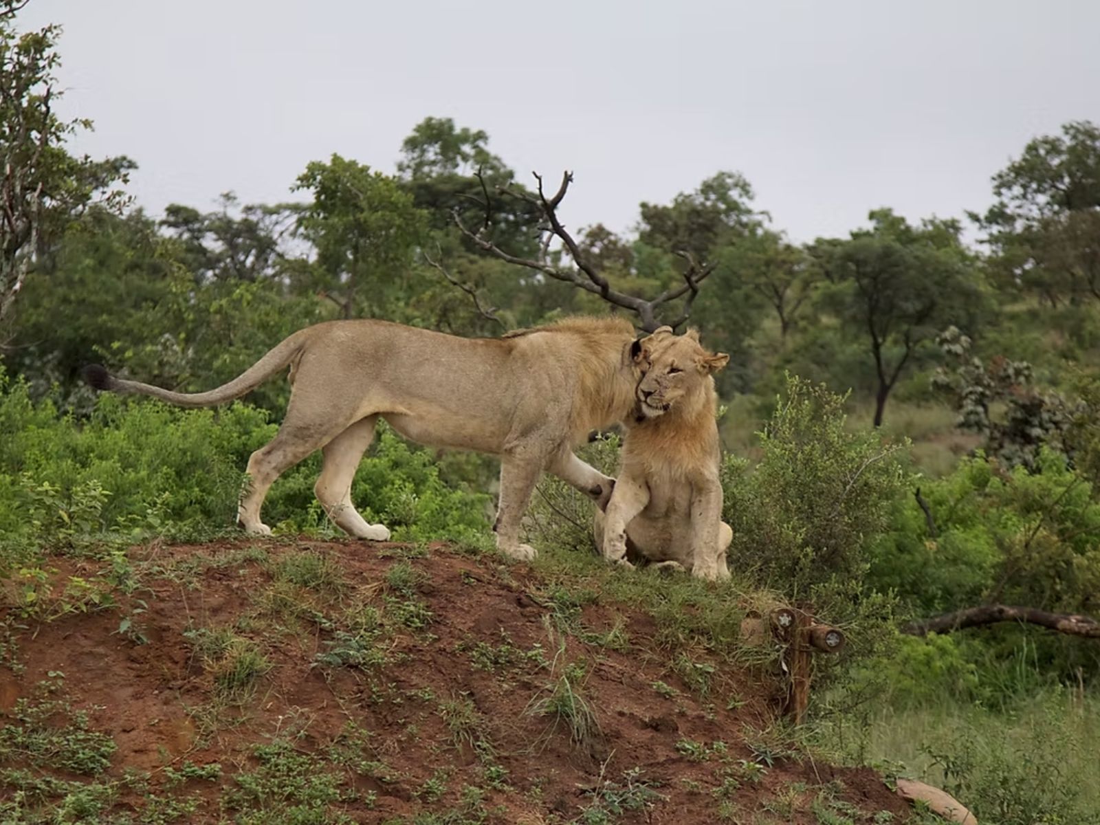 Rondreis-Zuid-Afrika_-Welgevonden-Private-Game-Reserve_-Leeuwen
