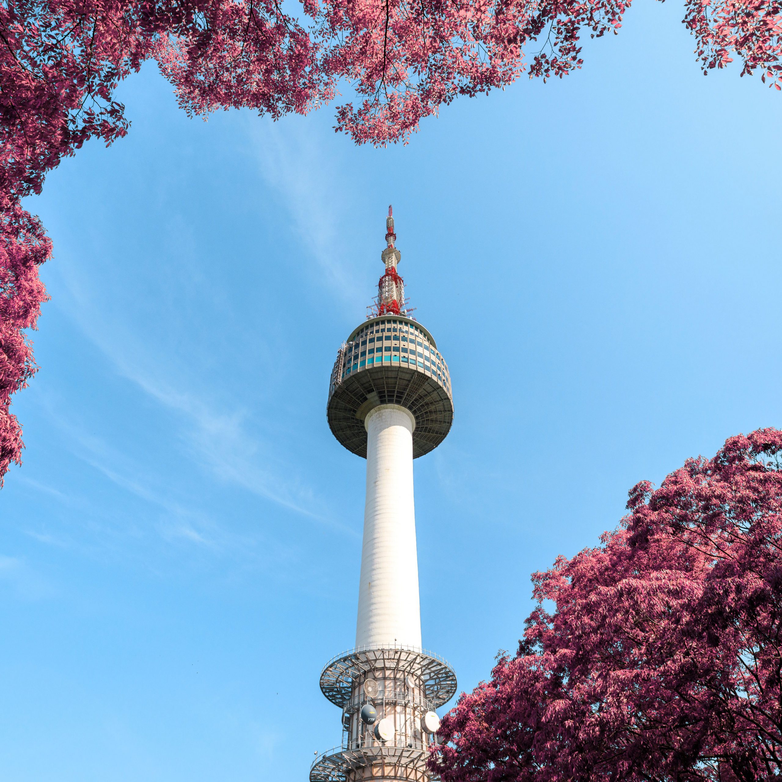 Rondreis-Zuid-Korea-Seoul-N-Seoul-Tower-met-bloesem