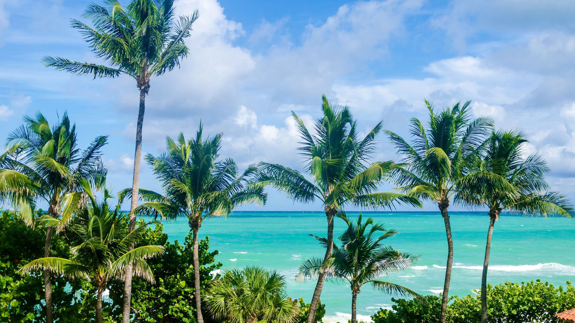 Miami Beach Palm Trees Florida | Rondreis USA