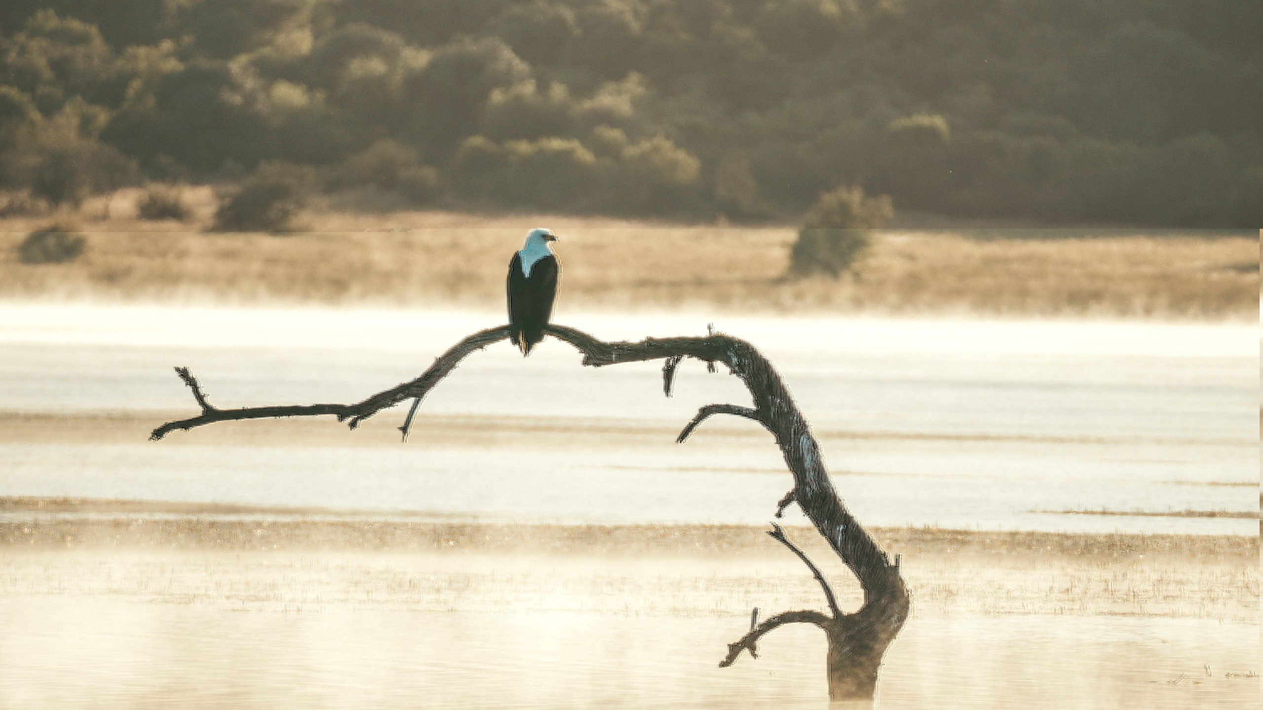 Pilanesberg National Park Zuid-Afrika Arend