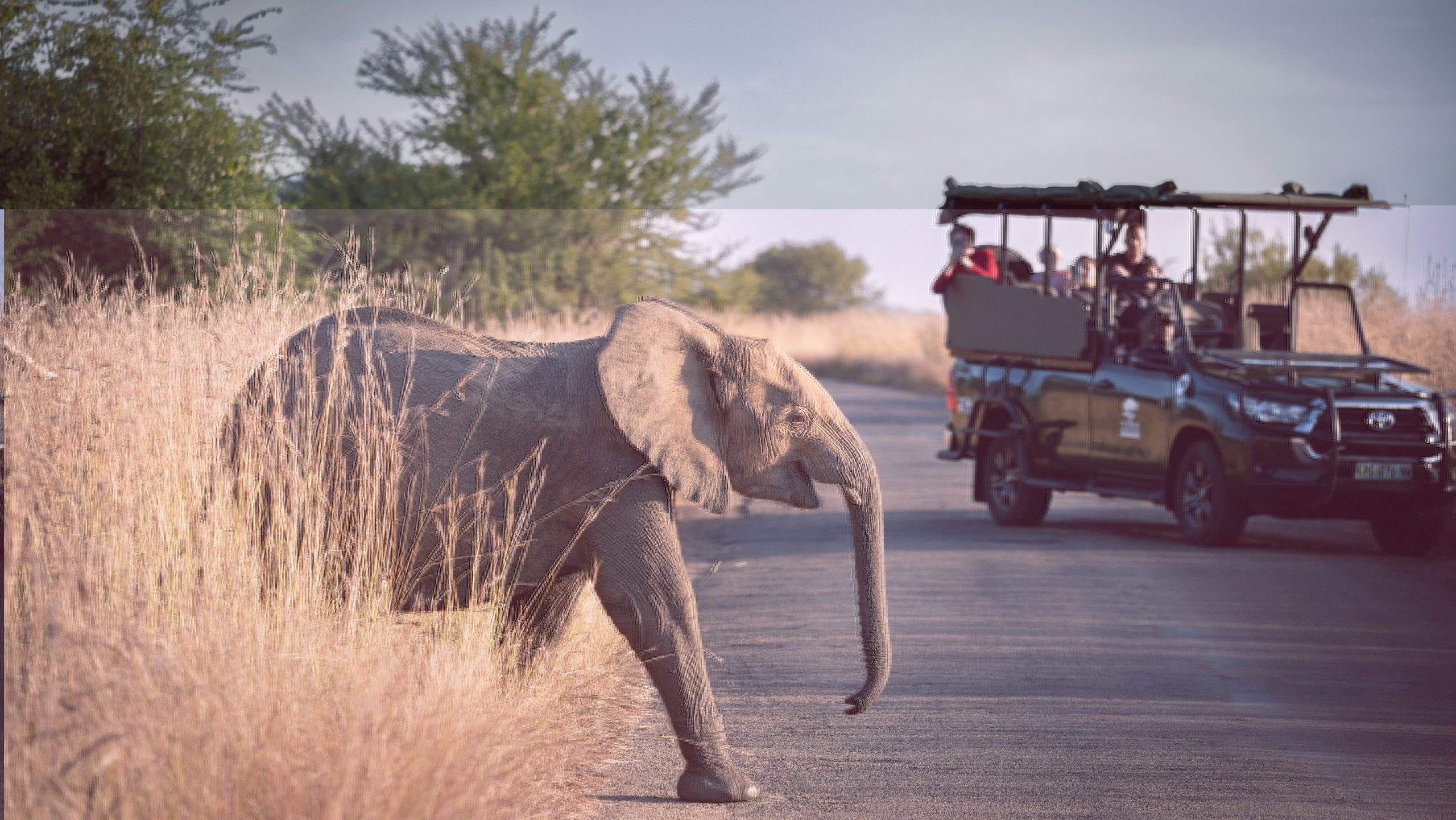Pilanesberg National Park Zuid-Afrika Olifant