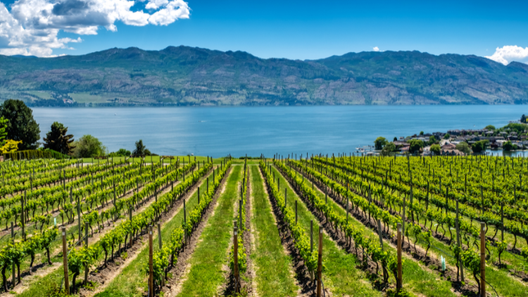 Rijen met druiven langs de wateren van Okanagan Lake vlakbij Kelowna, met de Rocky Mountains en blauwe lucht met witte wolken op het achtergrond
