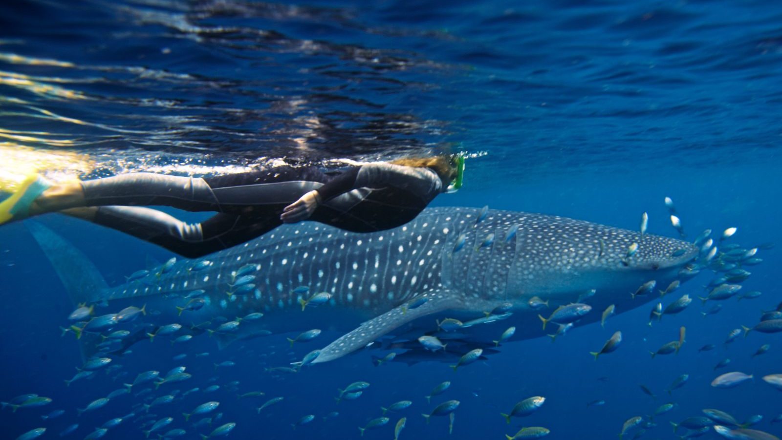 Rondreis Australië, Coral Bay & Exmouth, Excursie Zwemmen met Walvishaaien, vrouw zwemt naast walvishaai, Tourism Australia Asse