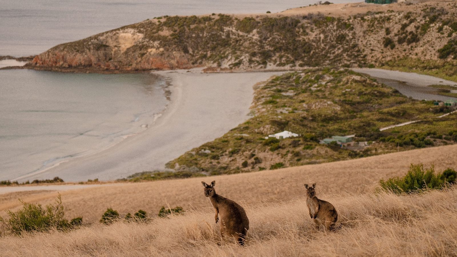 Rondreis Australië, Kangaroo Island, Excursie Kangaroo Island Highlights, twee kangaroos op een heuvel, Tourism Australia Asset