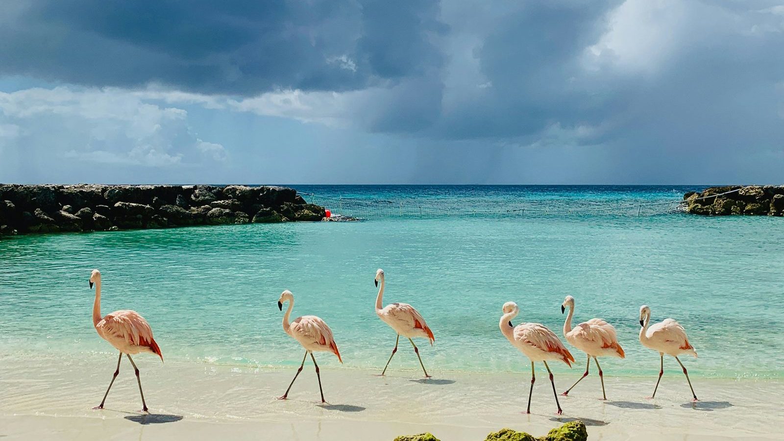 Rondreis Caribische Eilanden, Aruba, strand flamingos