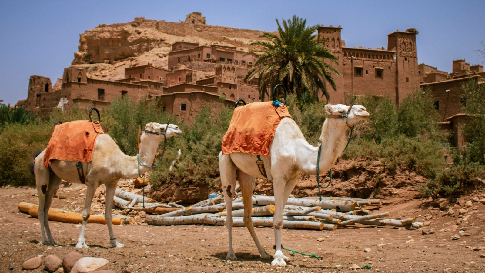 Rondreis Marokko, Aït Ben Haddou, dromedarissen voor de kasbah
