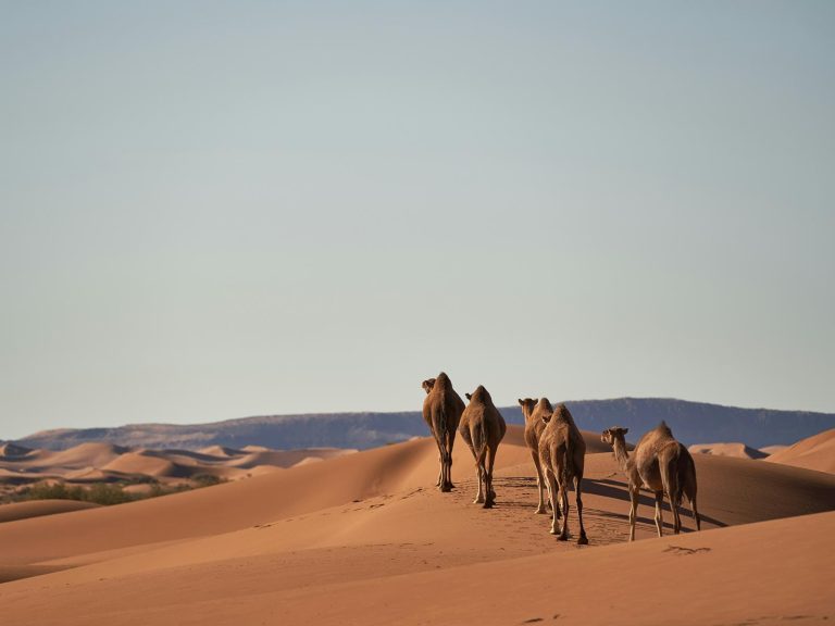 Excursies | WRC Reizen