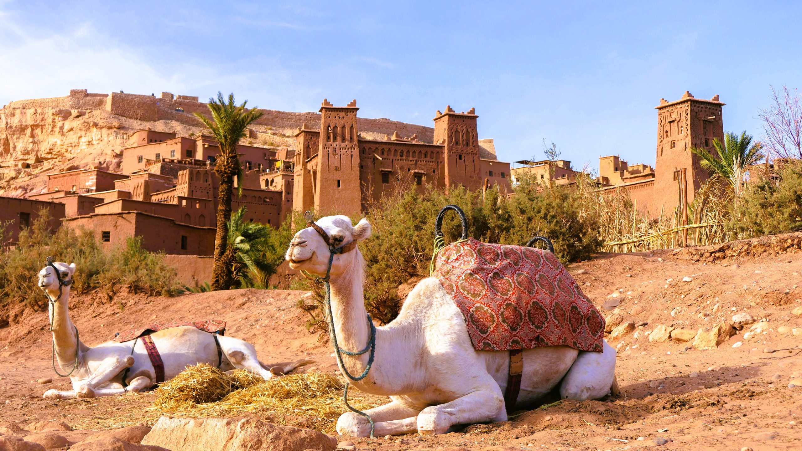 Rondreis Marokko, kasbah Aït Ben Haddou met dromedarissen op voorgrond