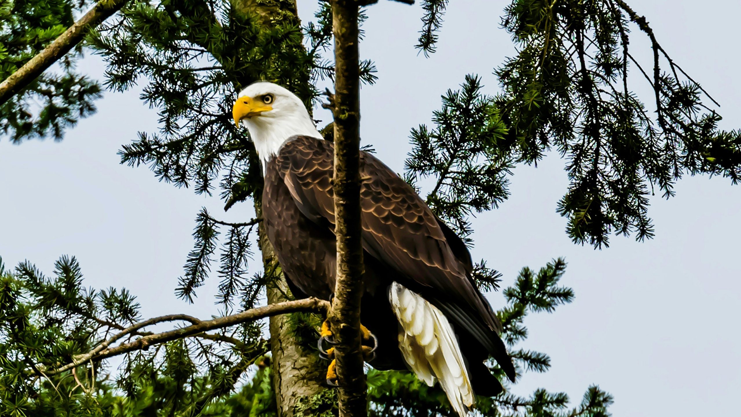 Valdez | Canada | Zeearend