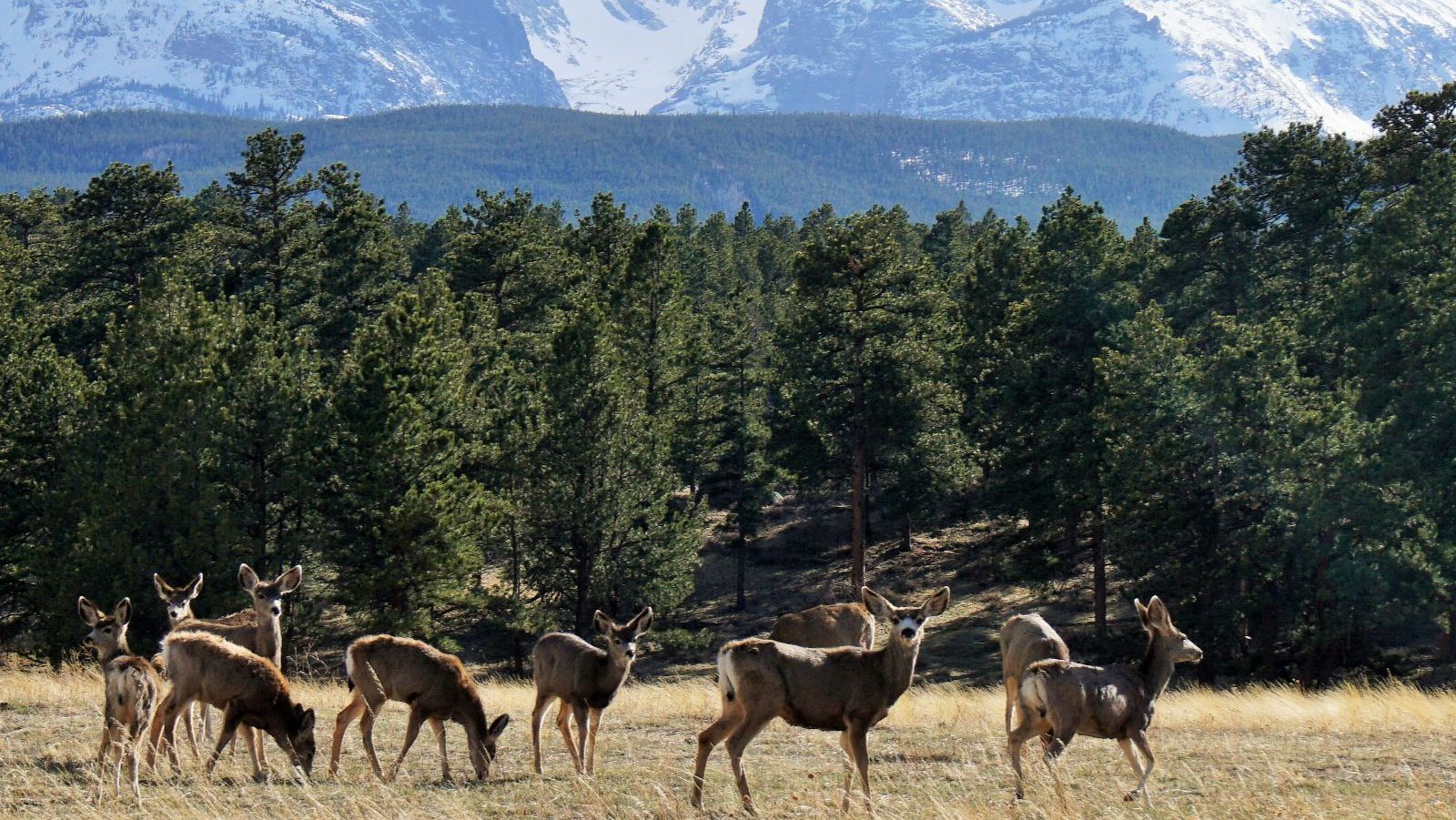 Rondreis Amerika, Rocky Mountain National Park, Kudde herten in gras omgeving