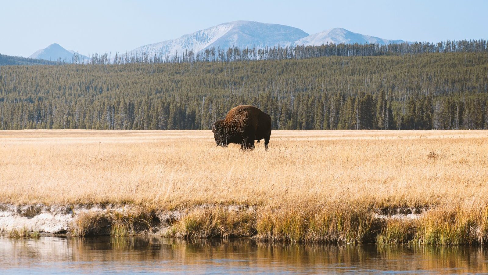 Rondreis Amerika, Yellowstone, bison voor gebergte
