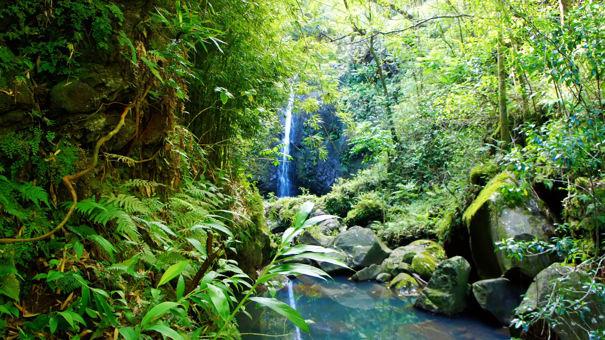 Hawaii Maui Tropical Jangels | Rondreis USA